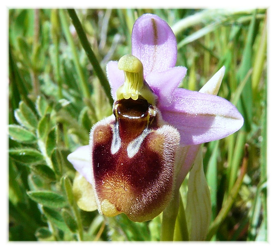 Ophrys tenthredinifera